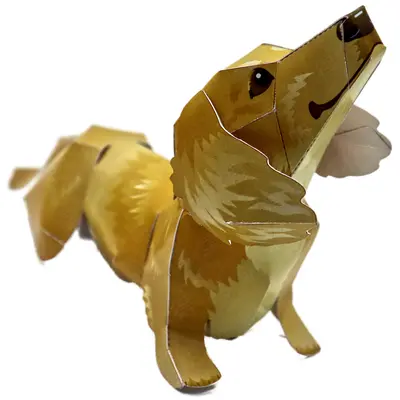 小臘腸犬－照片 2